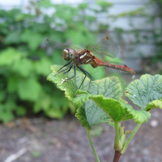 A red dragonfly perches atop a green leaf in a garden. A bit of blurred siding is visible in the background, indicating it is close to a house.