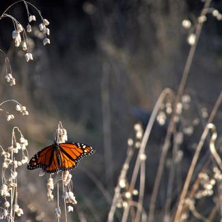 A bright orange and black monarch perches on dry flowers in a tan field.