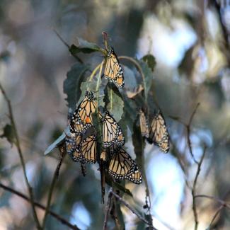 overwintering monarchs