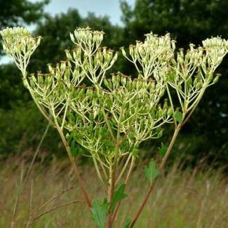 An Indian plantain blooms with small, white flowers in a field.