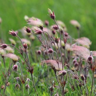 geum triflorum