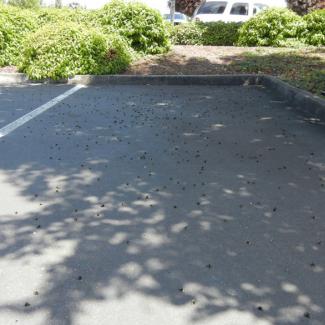 Hundreds of dead bees lay across a single parking space in this photo of the Wilsonville bee kill.