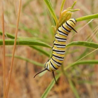 Monarch caterpillar on narrowleaf milkweed (Asclepias fascicularis). (Photo: Xerces Society / Stephanie McKnight)