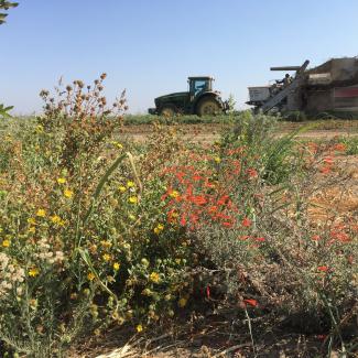 A tractor and some other farm equipment in the background are dwarfed by blooming plants in the foreground of this photo of an arid agricultural area.