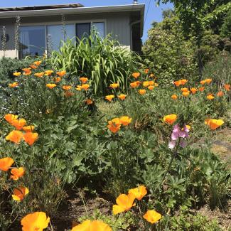 A garden in the front of a home showcases a variety of pollinator plants, including orange California poppies.