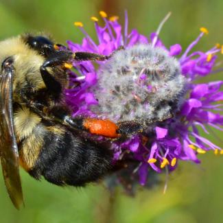 A bumble bee holds tightly to a cluster of purple flowers.