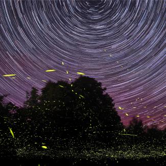 A purple and maroon night sky is lit by curving, white star trails, and the darkened area of the frame with silhouettes of trees is illuminated by the yellow streaks of fireflies in this long-exposure shot.