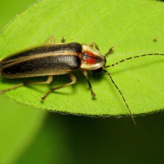 A beetle perches on a leaf.