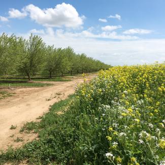 In this landscape image, rows of green, leafy trees are on the left, and on the right are blossoming cover crops of various colors. There is also blue sky and puffy clouds to round out this idyllic scene.