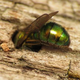 A metallic green bee appears to be climbing headfirst into a hole in some reddish-tan wood.