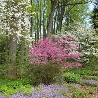 A redbud blooms alongside dogwood trees.