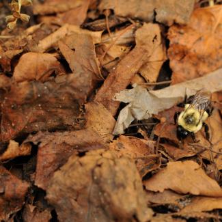A queen bumble bee looks for a spot within a thick leaf cover.