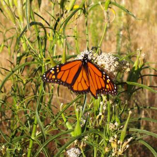 Monarch butterfly drinking nectar from flowers of narrowleaf milkweed.