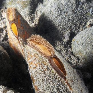 Close up view of freshwater mussels filtering water.