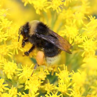 A bee sits on top of a yellow flower.