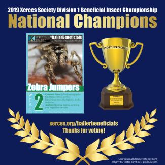 National Championship winner of Baller Beneficials, the zebra jumpers.