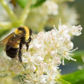 A bumble bee sits atop a conical spire of small white flowers.