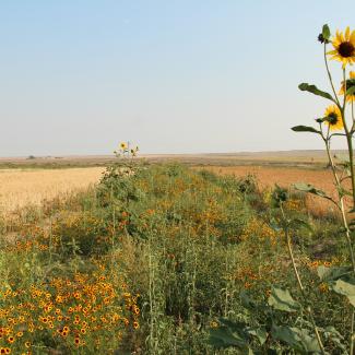A field of sunflowers bordering a field. 
