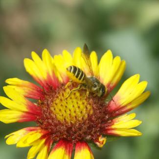 Leafcutter bee on a red and yellow blanketflower.
