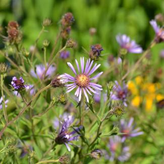 Purple asters bloom against a green background.