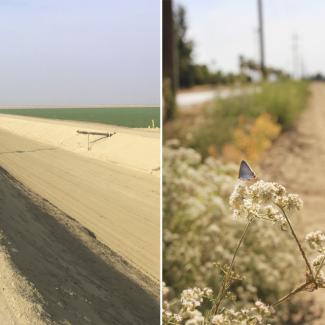 This is a two-part image. On the left is a dry, arid, agricultural landscape with a lot of bare dirt. On the right is the same landscape, but with a flowering hedgerow that recedes into the distance, and a small, gray butterfly perched on a small, thin branch with flowers in the foreground.
