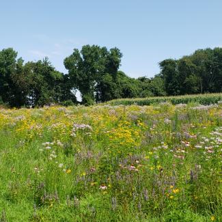 A grassy field ringed by trees bursts with color. It is populated by many different flower species.