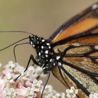 In this close-up photo, a monarch perches atop a cluster of small, white and pink flowers. The image is so detailed, you can see the eye of the monarch, and the scales on its wings.