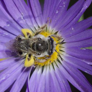 A fuzzy bee with black and gray stripes gathers pollen in the middle of a purple flower.