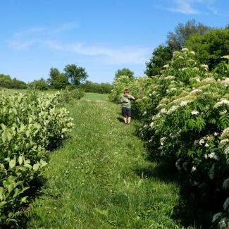 A kid stands in a verdant landscape with blue sky. He is putting something into his mouth as he stands near a hedgerow with fruit and flowers on it.