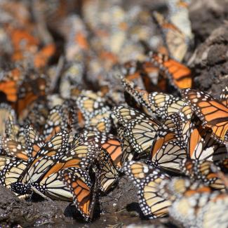 Monarchs stand close together on muddy ground on the edge of a puddle.