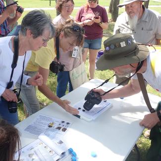Community scientists photograph stunned bees on data sheets