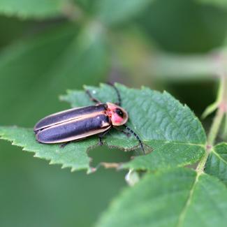 Firefly in a backyard