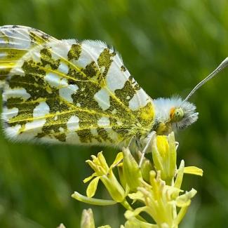 Large marble butterfly on flower