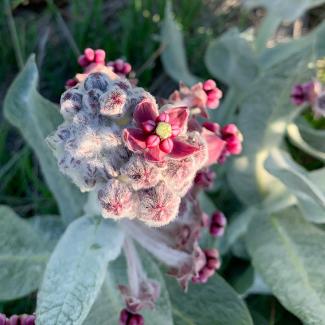 California milkweed plant