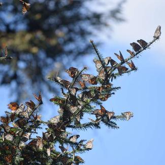 Monarchs clustering on branch at overwintering site in Mexico