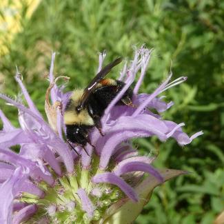 Rusty patched bumble bee on flower