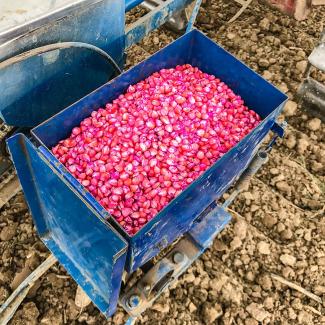 Corn seeds coated with pink systemic insecticides 