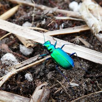 Tiger beetle in soil