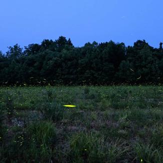 Fireflies at dusk