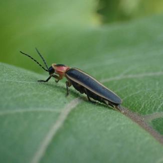 Firefly on leaf