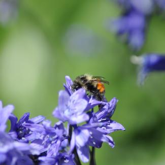 Bumble bee on flower