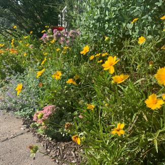 Several flowering perennial plants along the edge of a sidewalk. 