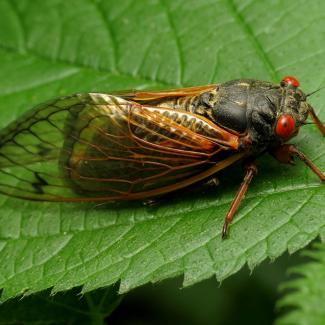A periodical cicada on a leaf. Its body is black, with orange legs and bright red eyes.