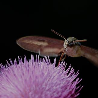 Moth approaching a flower in the dark