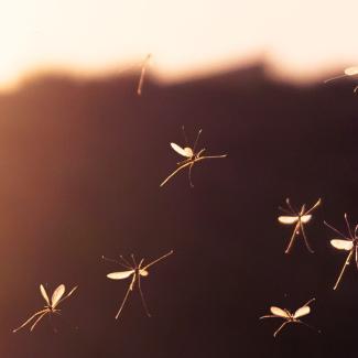 Group of mosquitoes flying at sunset