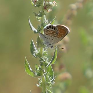 Western pygmy blue butterfly on a plant stem