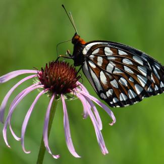Butterfly on a flower