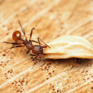 An Aphaenogaster ant grabbing a large seed to carry back to its nest. They are a reddish-copper color, with a narrow constriction between their thorax and abdomen, and two spines on the back of the thorax.