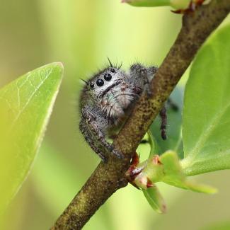 Jumping spider on a plant stem