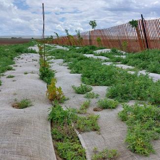 A view of the 2 hedgerows in springtime. The native plant line short on the left is hugged by burlap strips and the taller Siberian pea-shrub is tall against the red wooden fence on the right.